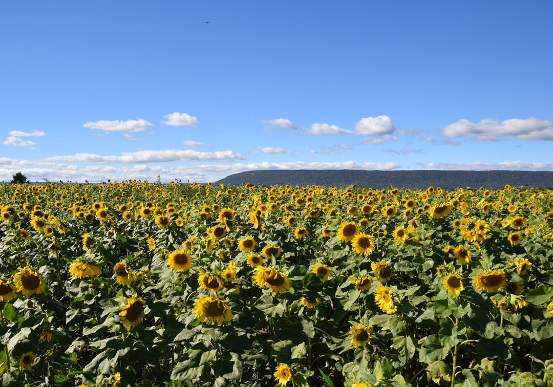 Sunflowers at Meadowbrooke Gourds.