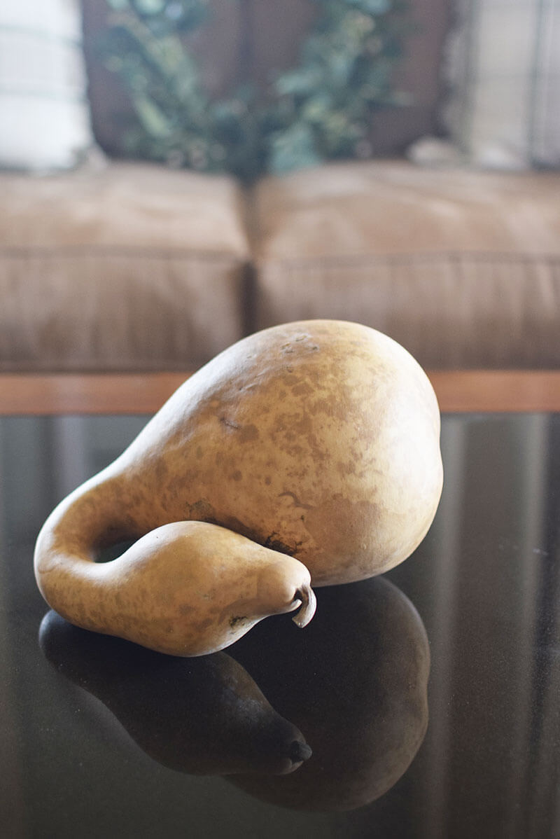 Raw gooseneck gourd at Meadowbrooke Gourds