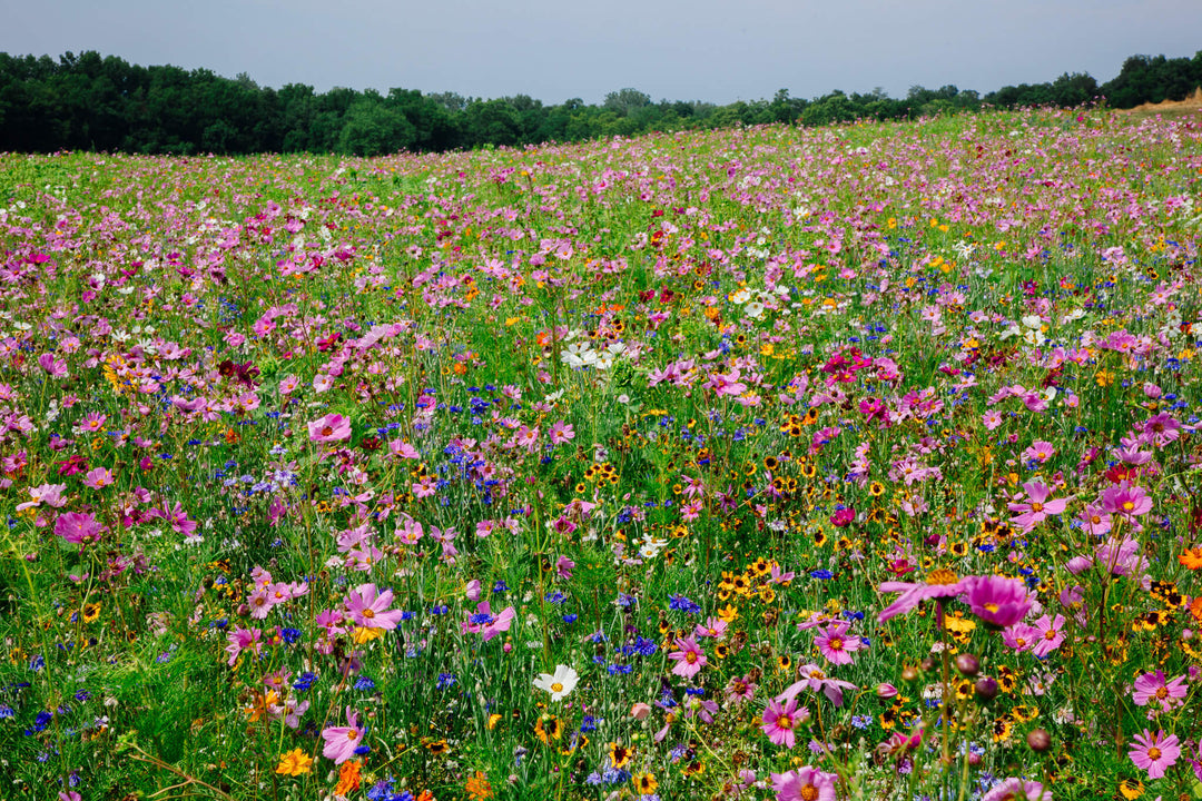 Wildflower field