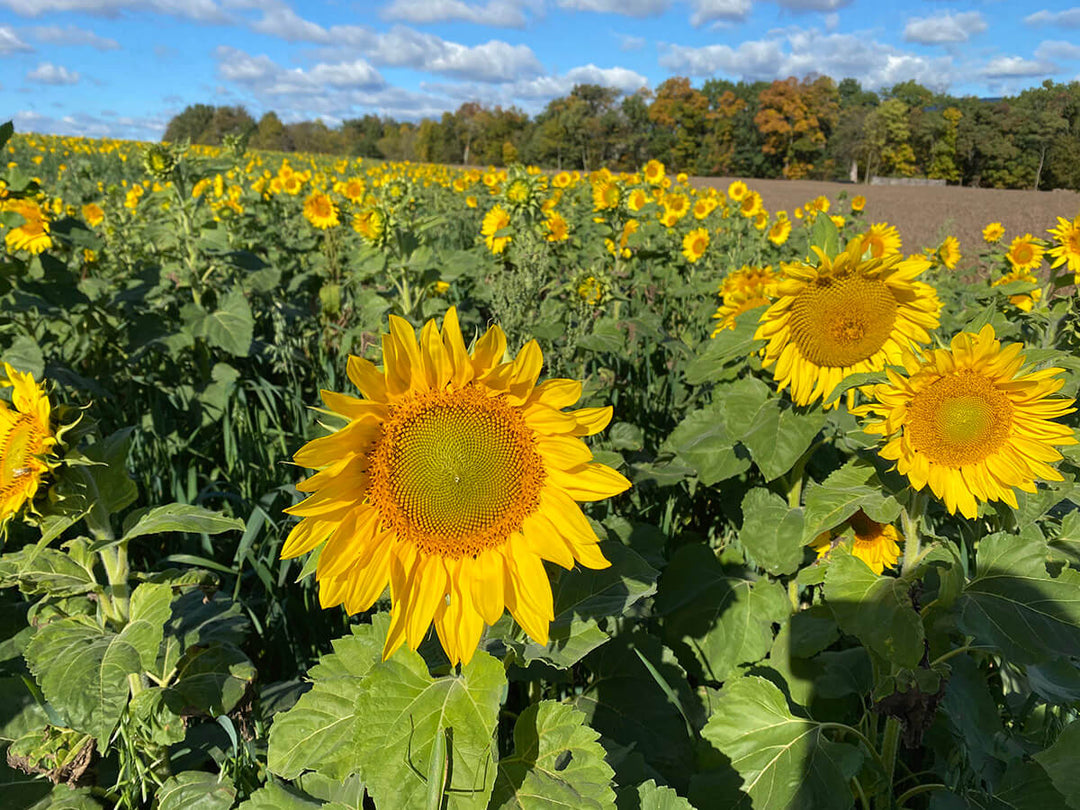 Sunflower field in bloom at Meadowbrooke Gourds.