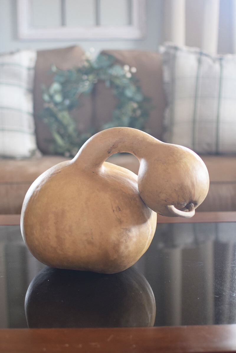 Raw indonesian bottle gourd