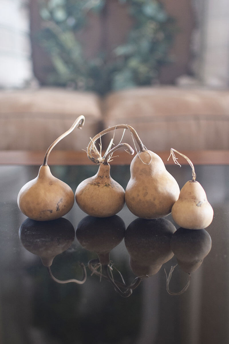 Mini kettle gourds at Meadowbrooke Gourds