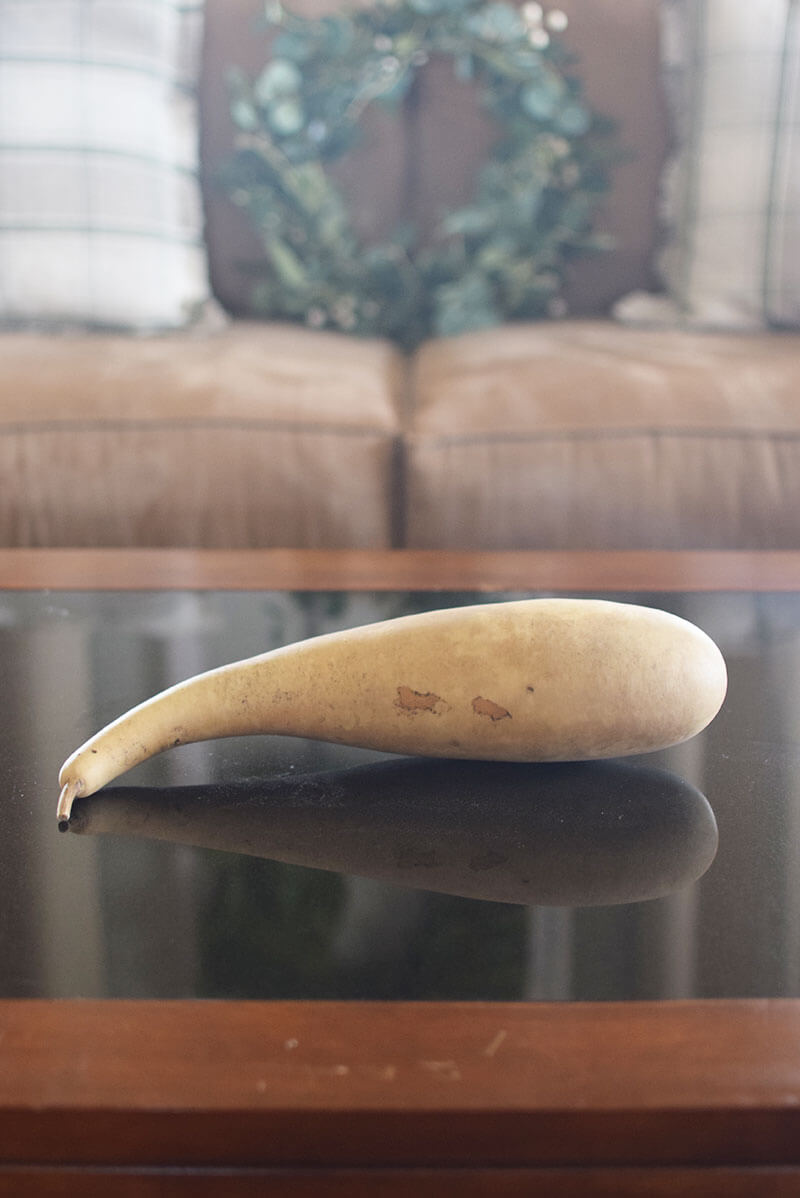 Raw penguin gourd at Meadowbrooke Gourds