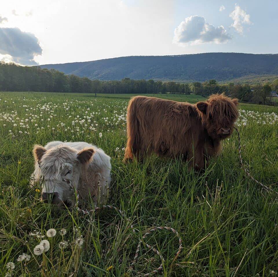 Taurus and Maddy the Highland cows