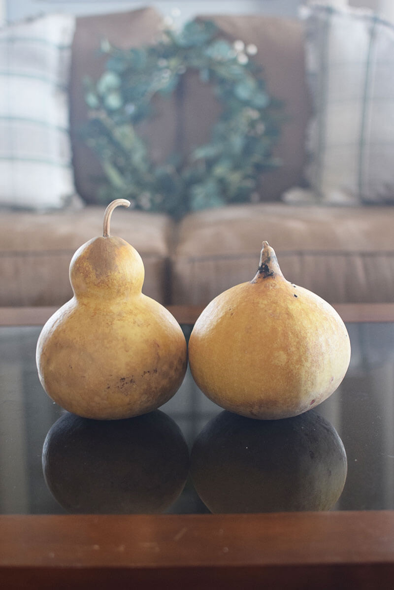 Wren gourds at Meadowbrooke Gourds