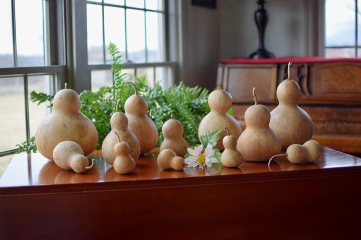 Cleaned raw gourds