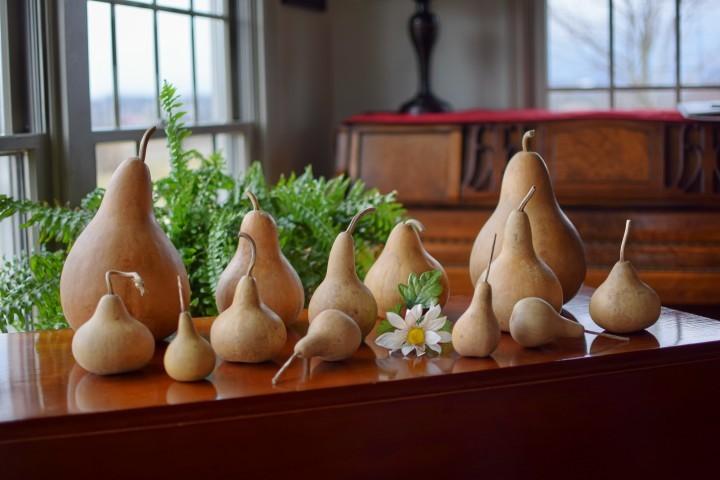 Cleaned raw gourds