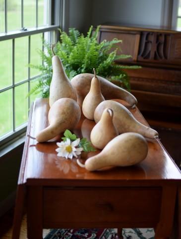 Cleaned raw gourds