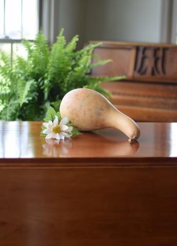 Small Penguin Gourd Seed