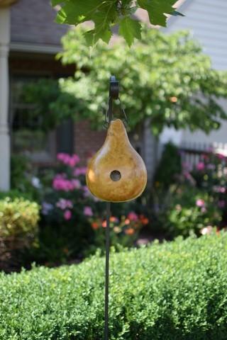 birdhouse gourd