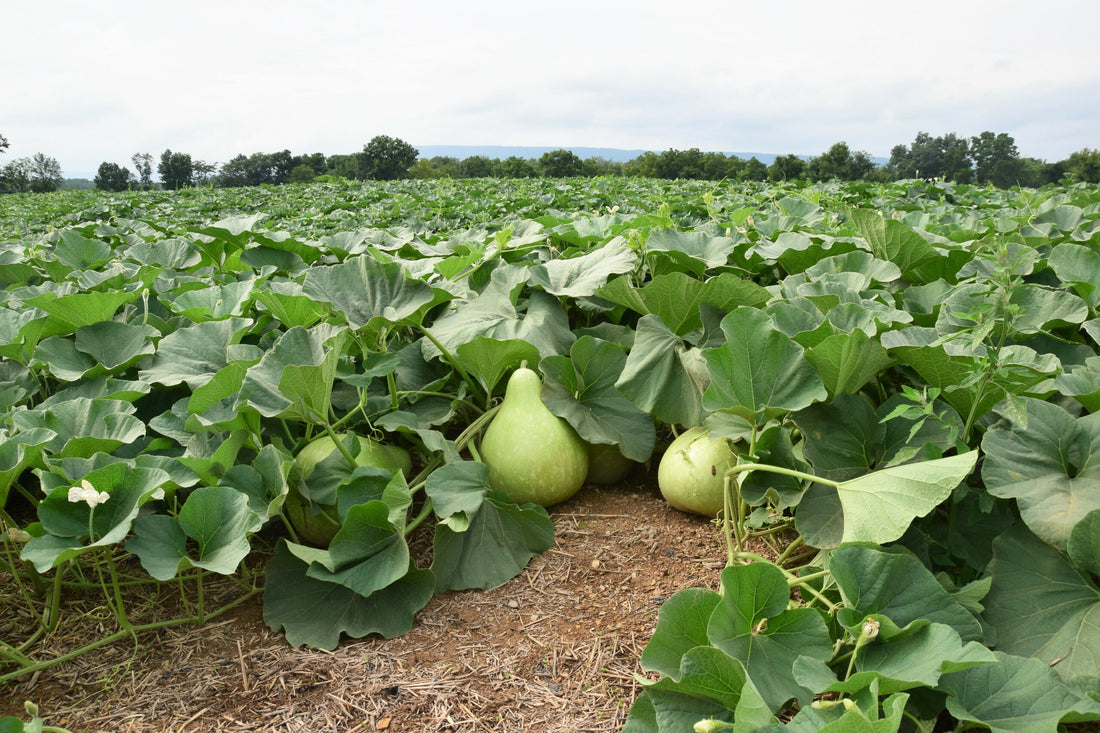 Farm Happenings