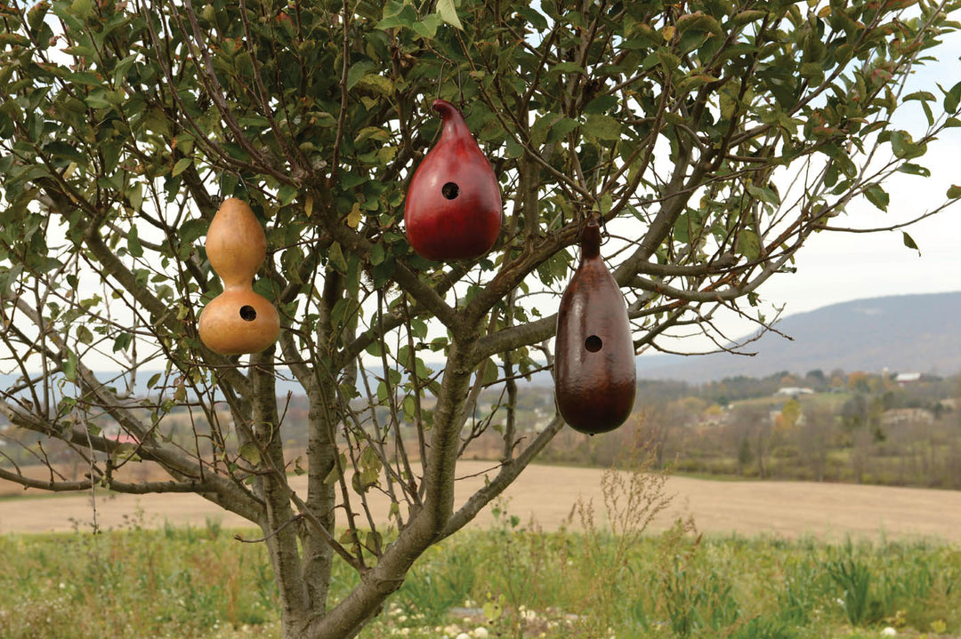 Our New Gourd Birdhouses and Tips to Help Them Last