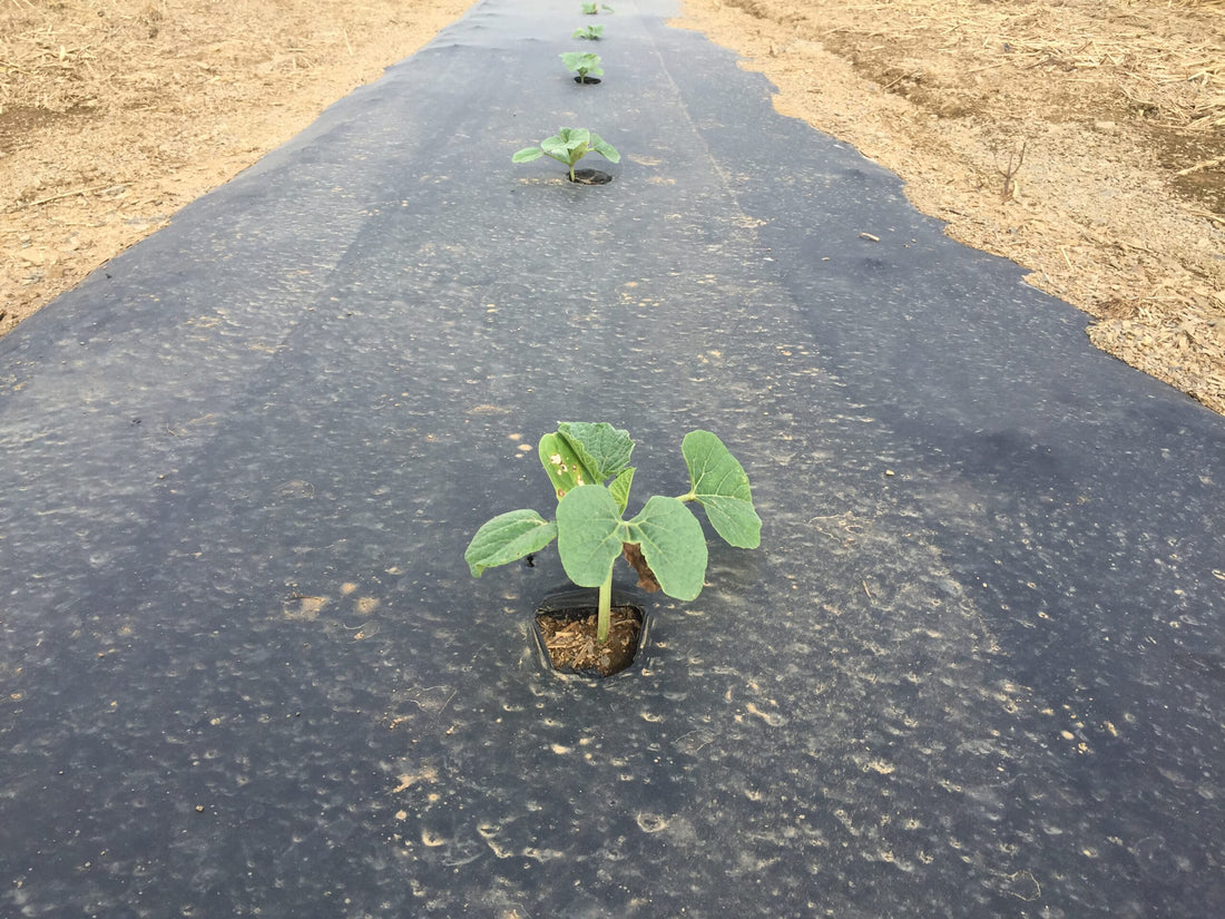 Planting Your Gourd Plant In Your Garden
