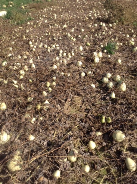 Frost on the Gourd Fields