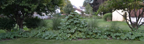 Dori’s Backyard Gourd Garden