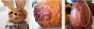Are My Gourds Rotting?