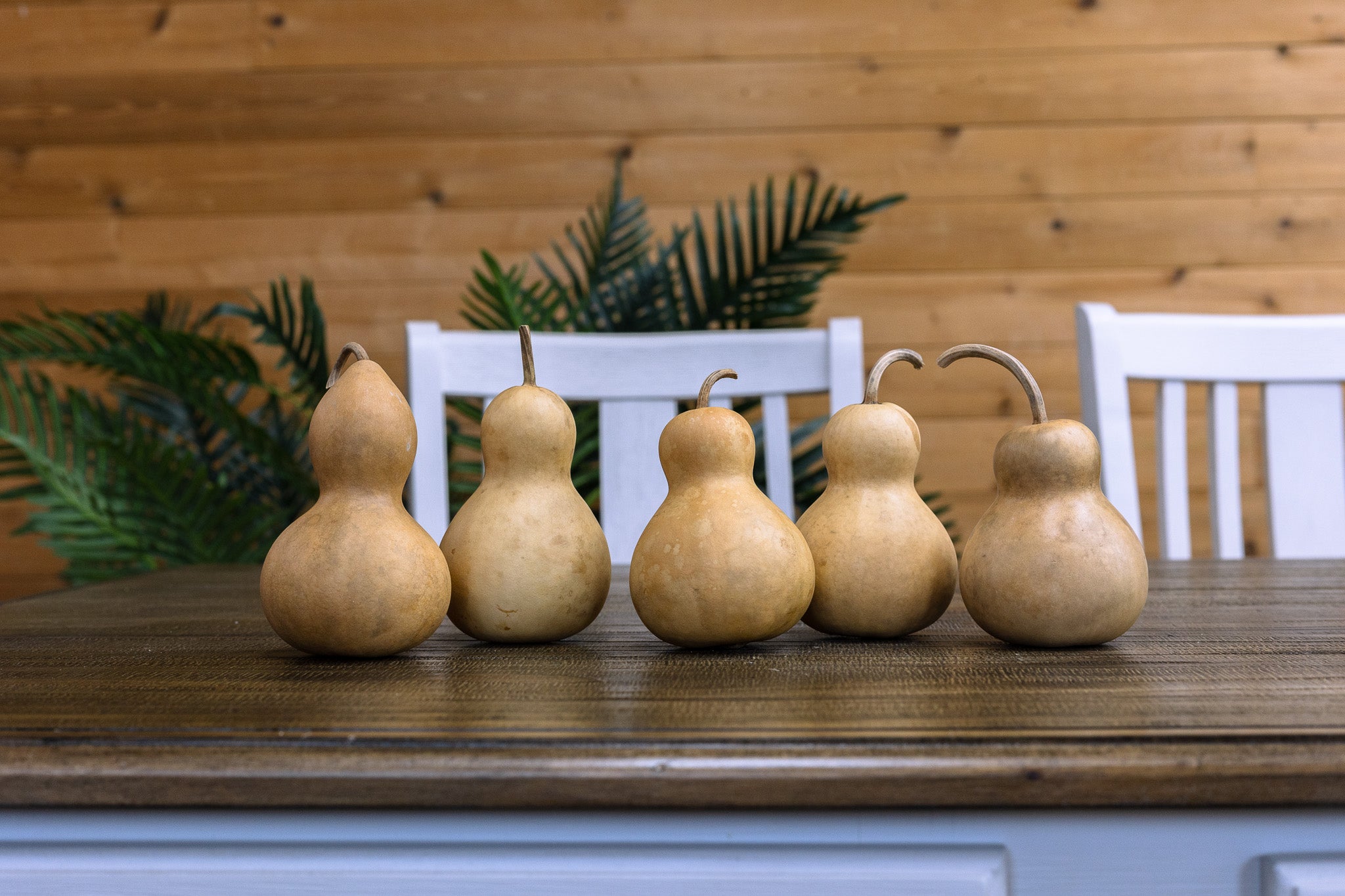 Dried Gourds