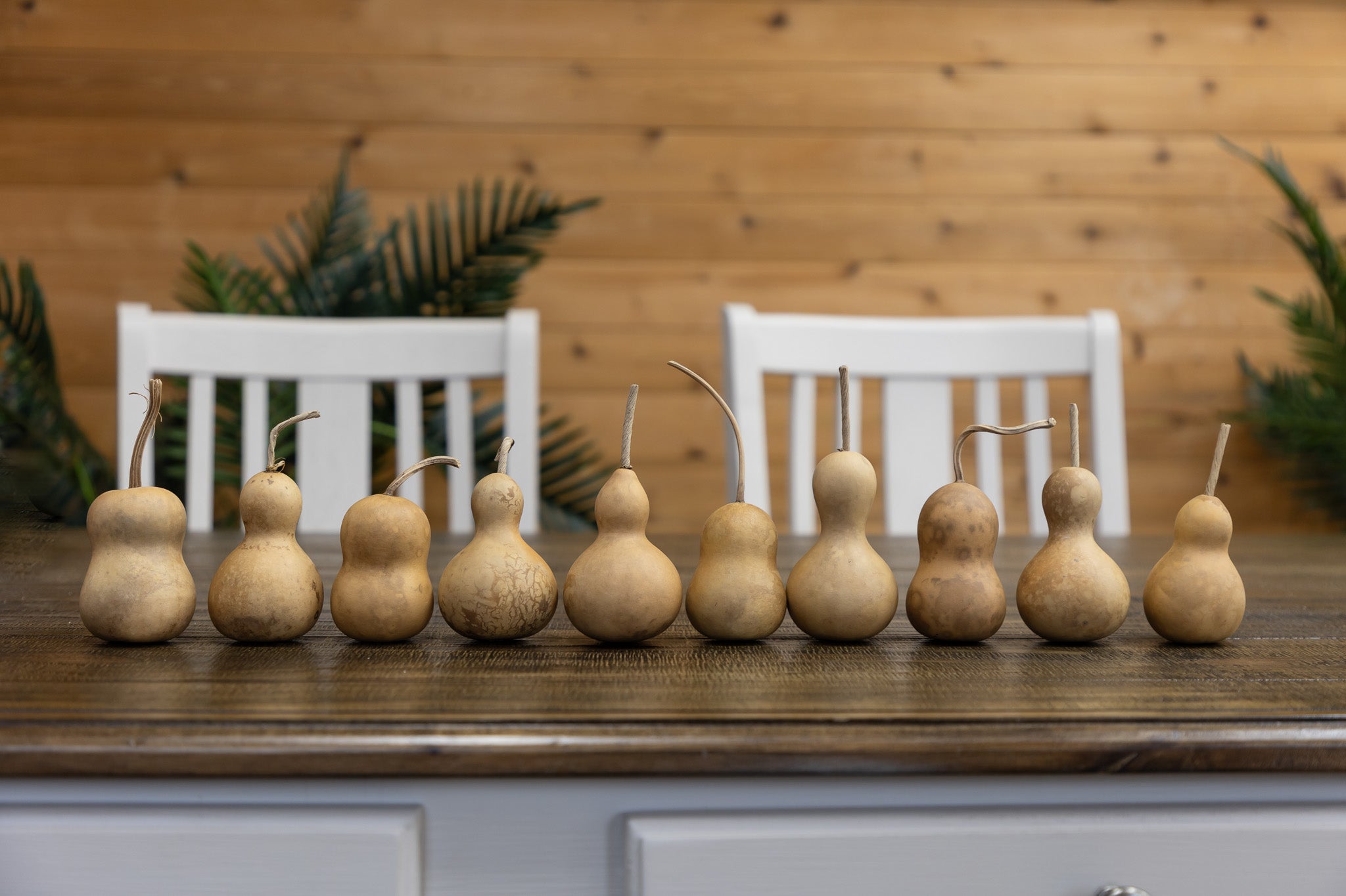 Hard Shell Gourd Seeds