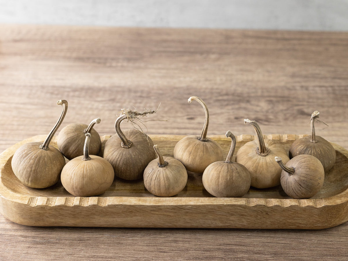 Mini Pumpkins