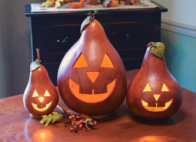 Traditional Jack-O-Lantern Gourds at Meadowbrooke Gourds. 