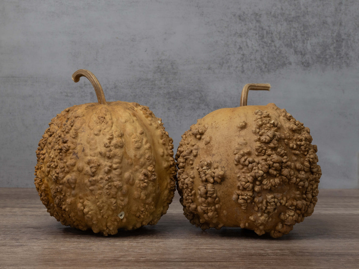 Dried Gourds – Meadowbrooke Gourds