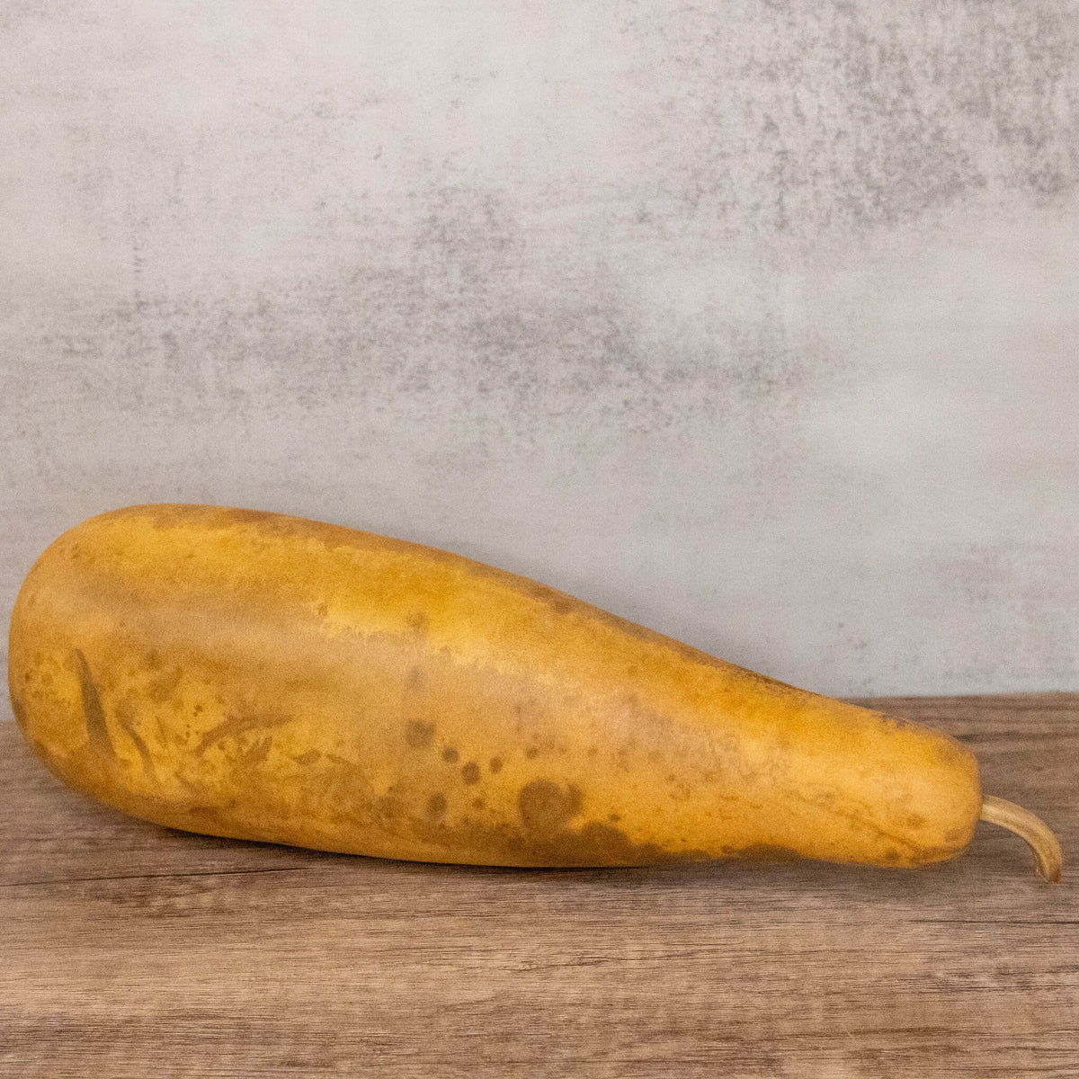 12-14 inches in length dried people gourd at Meadowbrooke Gourds.