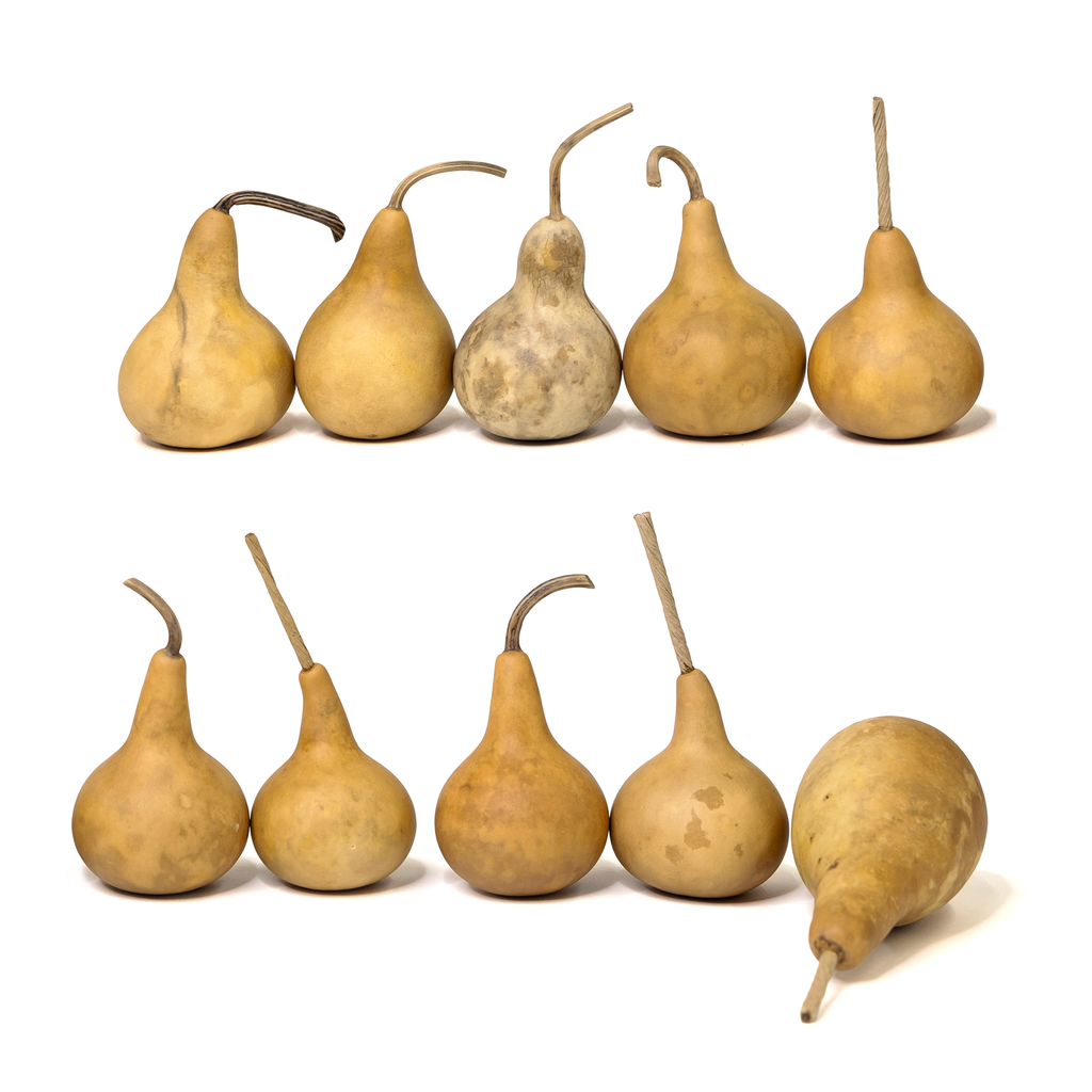 Dried Martin Gourd - 2" in Diameter