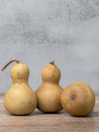 Two inch mini bottle gourds at Meadowbrooke Gourds