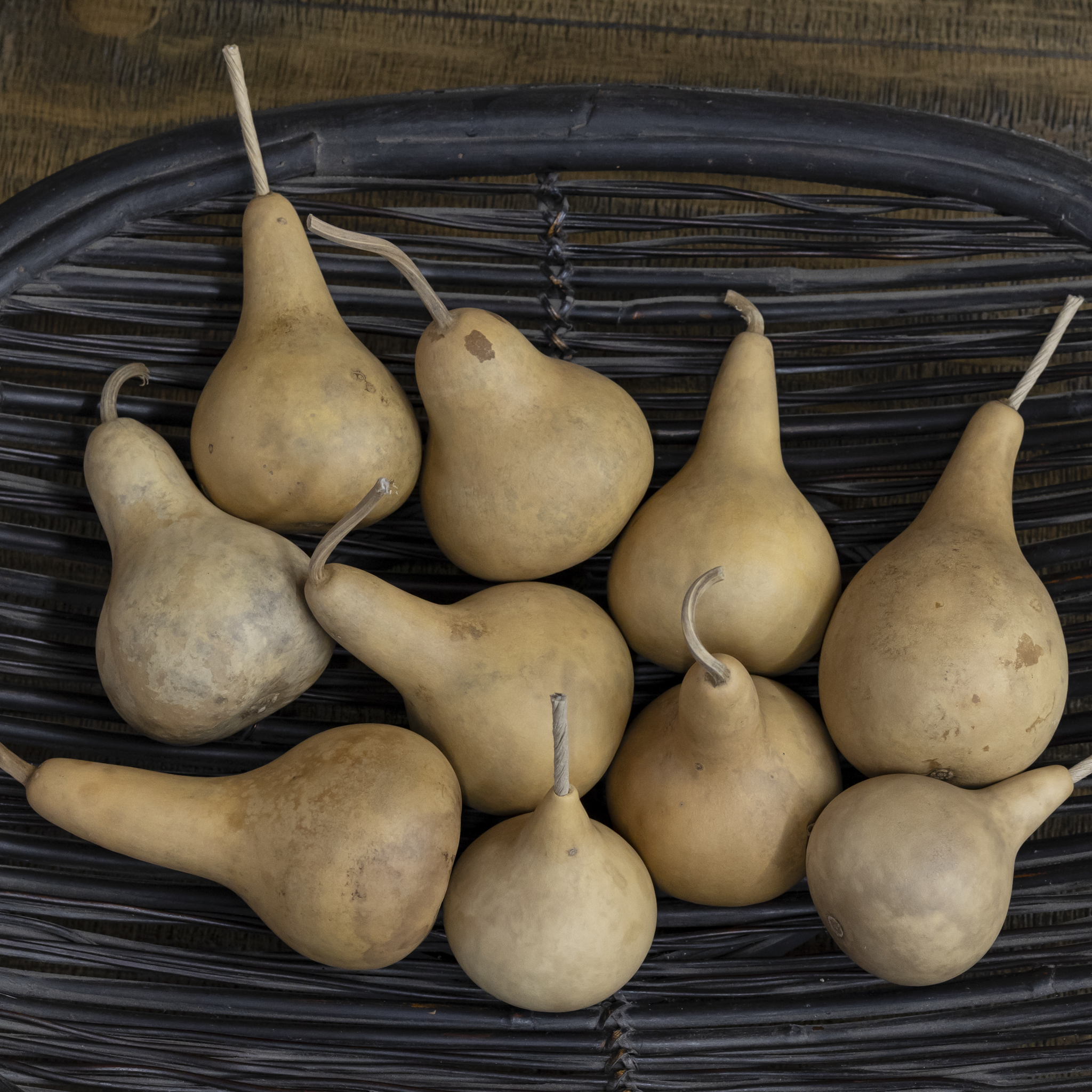 Dried Martin Gourd - 2" in Diameter