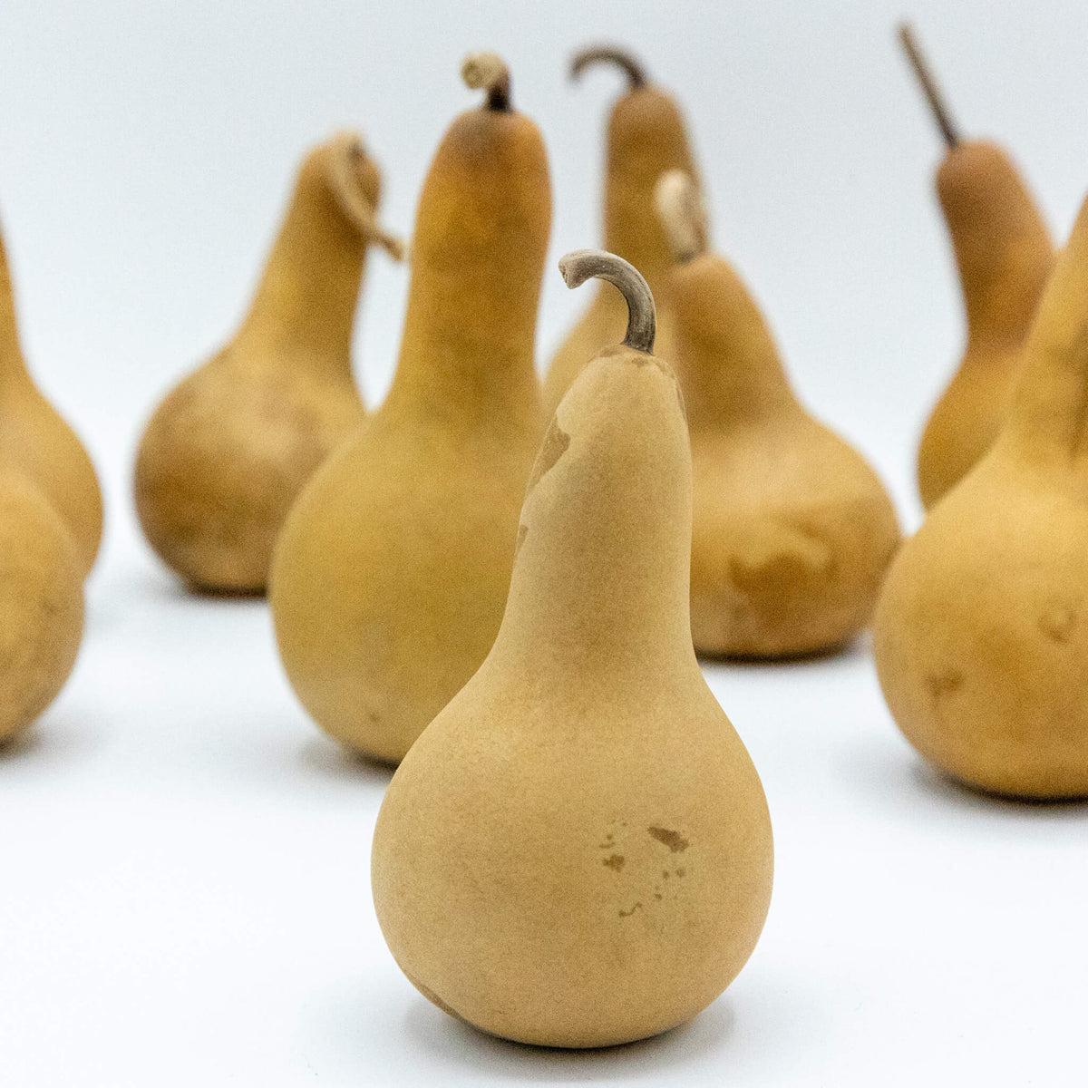 2 inch dried dipper gourd in a count of 10 , amongst a white background at Meadowbrooke Gourds. One dipper gourd is shown as a close-up.