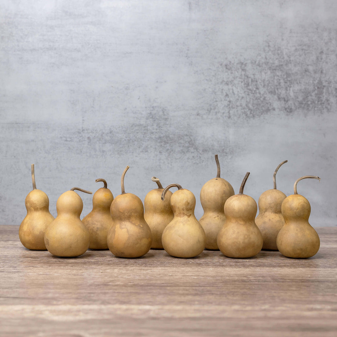 2" Hard Shell Bottle Gourd at Meadowbrooke Gourds. 