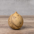 3" Cannonball Gourds at Meadowbrooke Gourds. 