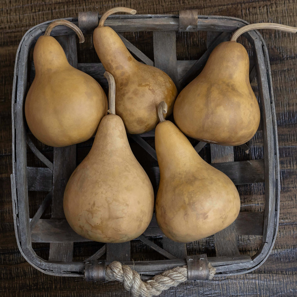 3" Hard Shell Martin Gourds at Meadowbrooke Gourds.