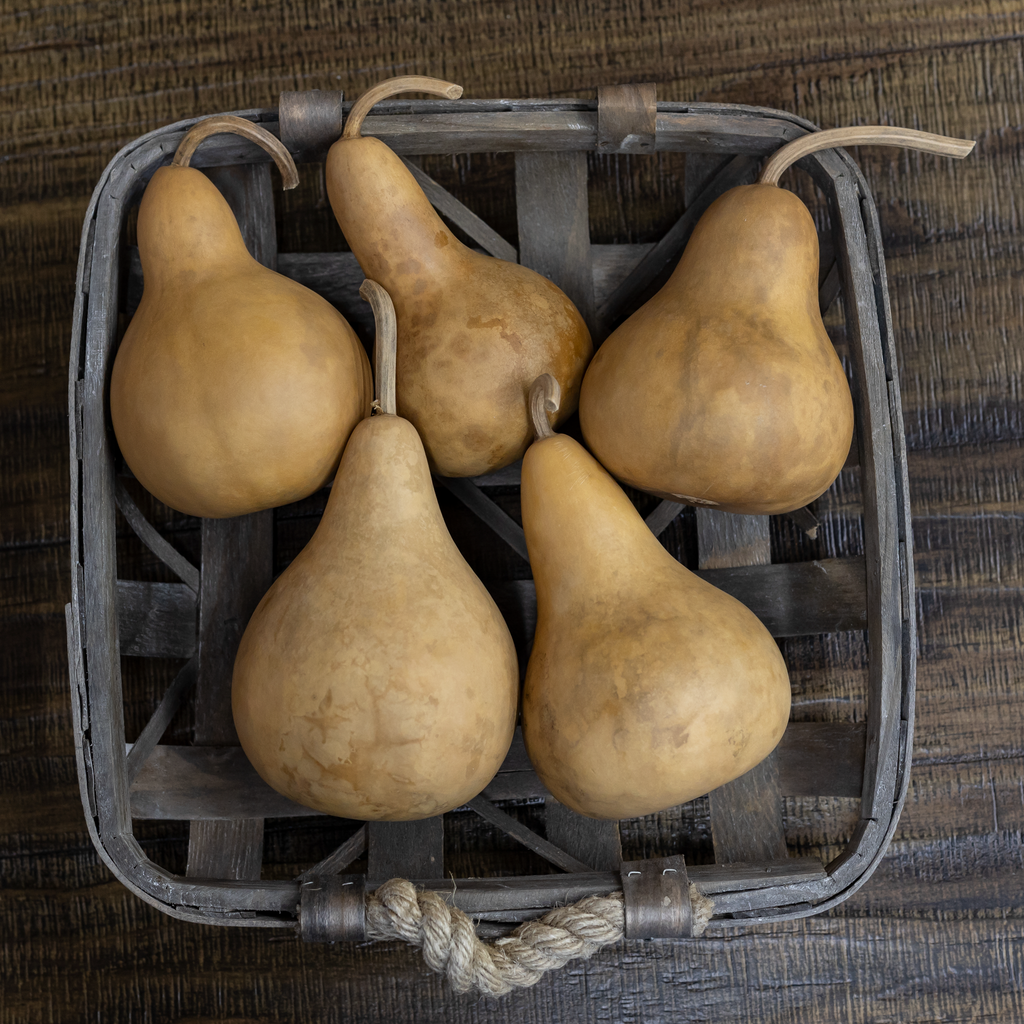 Dried Martin Gourd - 3" in Diameter