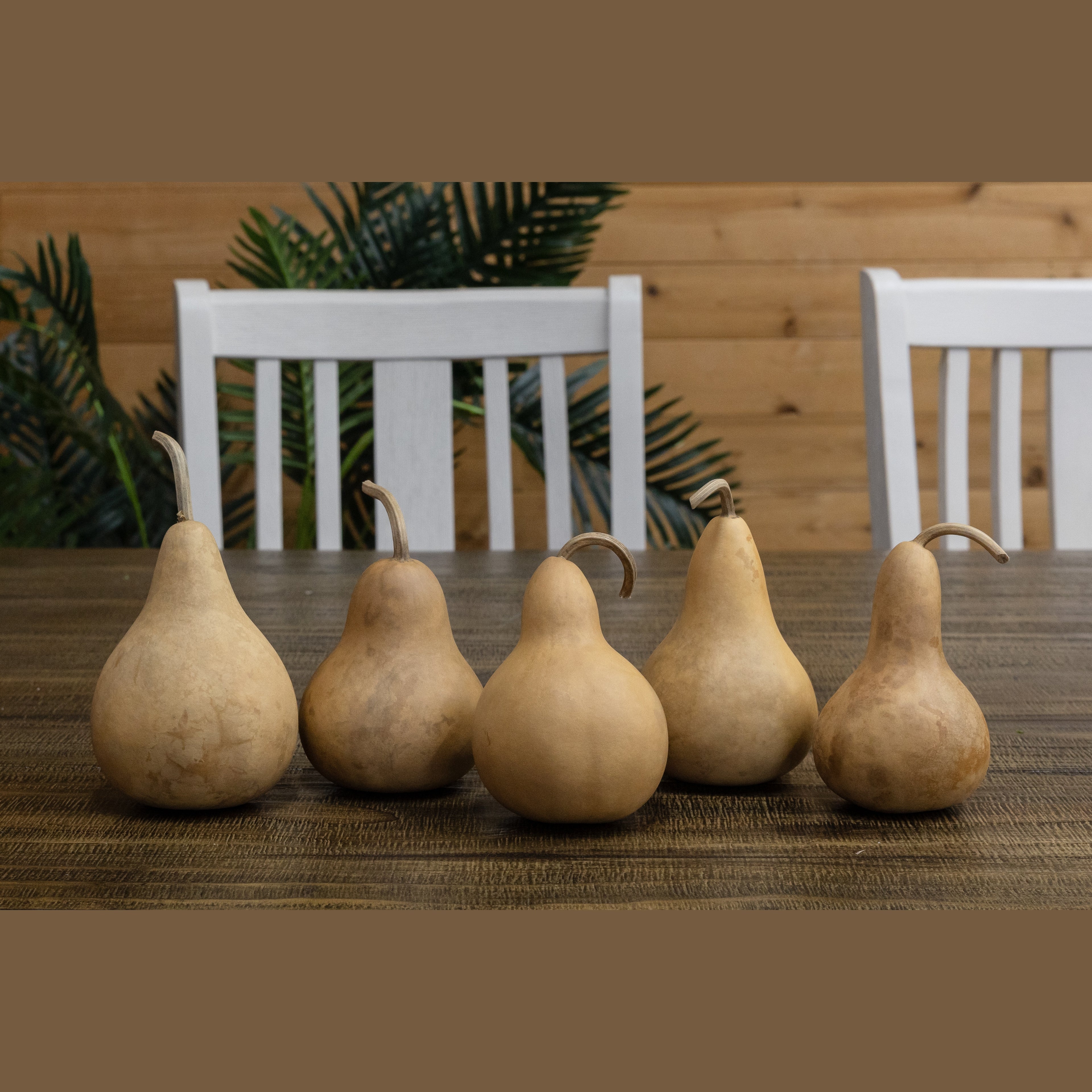 Dried Martin Gourd - 3" in Diameter