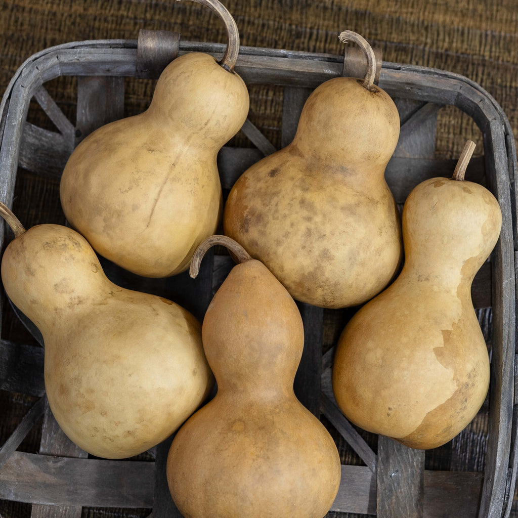 3" Hard Shell Bottle Gourds at Meadowbrooke Gourds. 