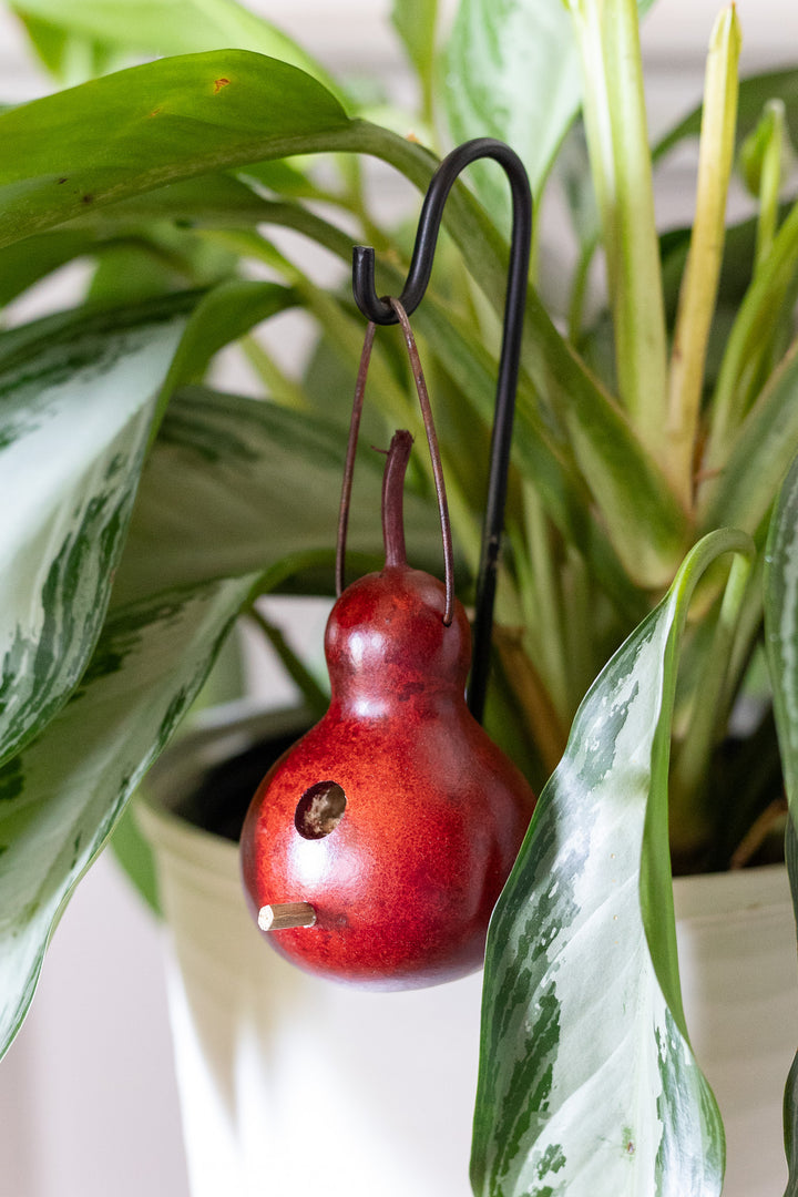 Miniature Indoor Bird Cottage Gourd in house plant as decor