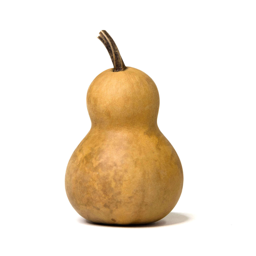 3" Hard Shell Bottle Gourds at Meadowbrooke Gourds. 