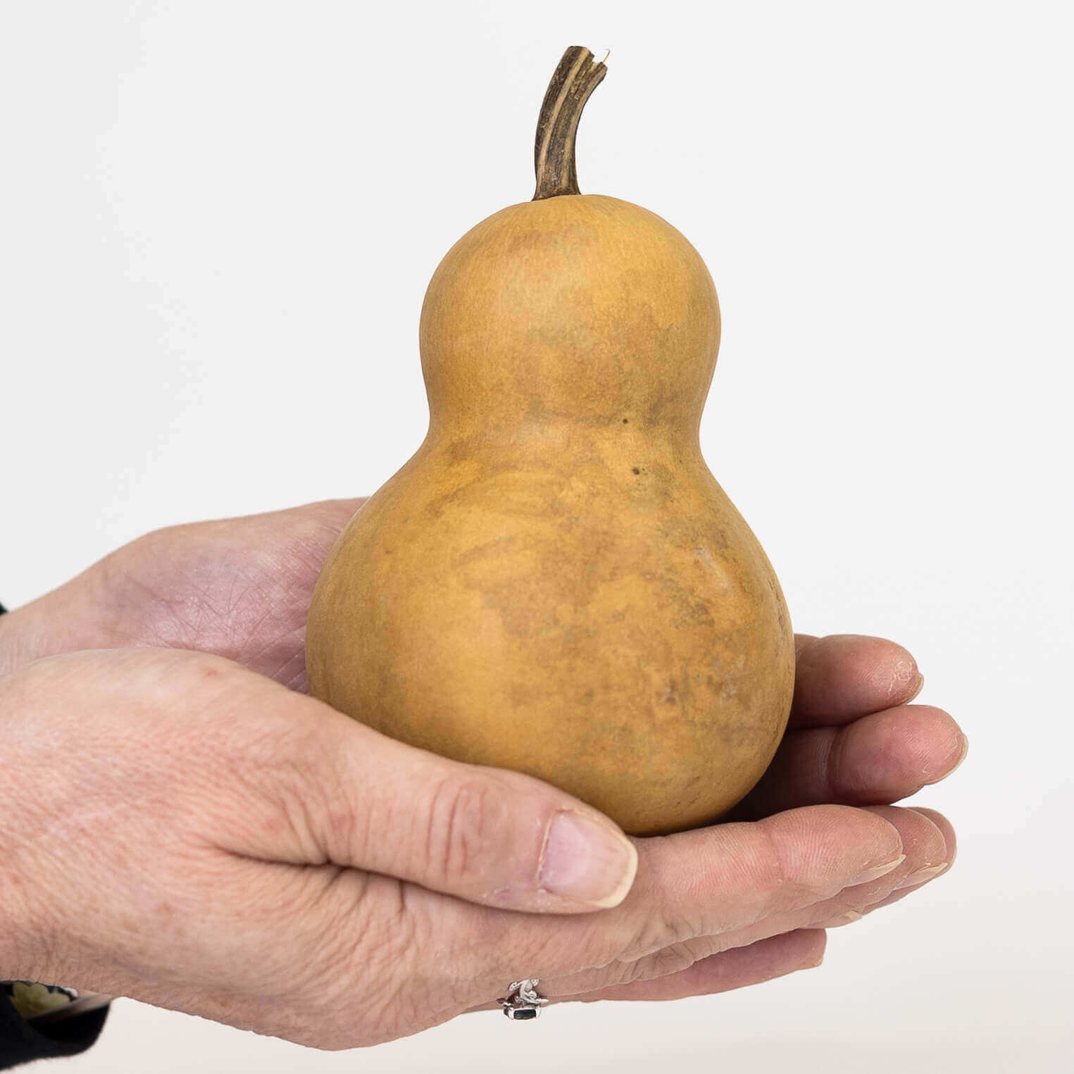 3" Hard Shell Bottle Gourds at Meadowbrooke Gourds. 