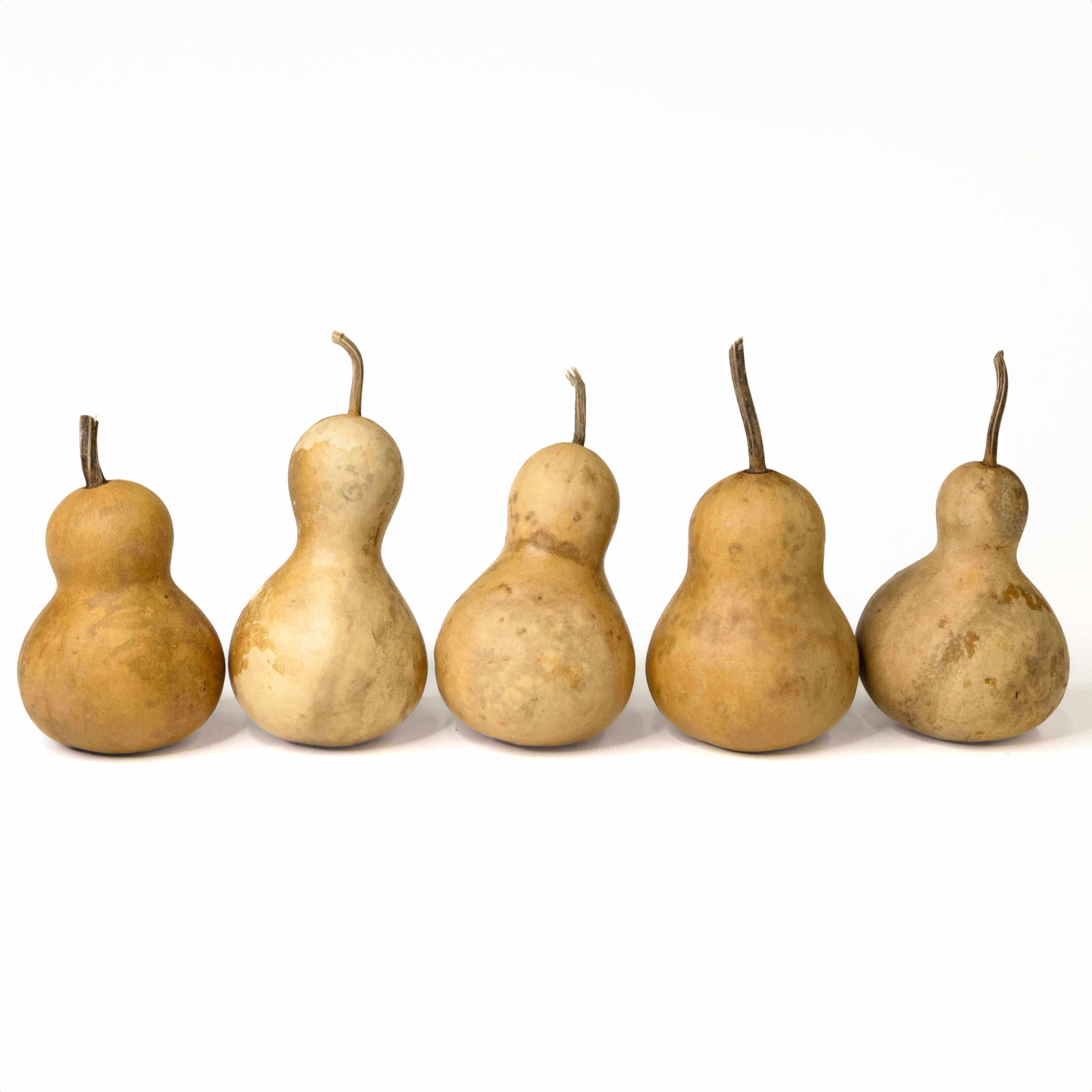 3" Hard Shell Bottle Gourds at Meadowbrooke Gourds. 
