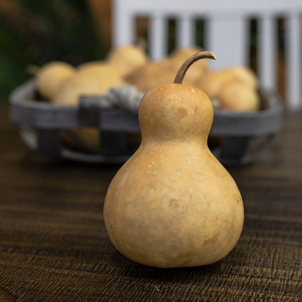 Dried Bottle Gourd - 3" in Diameter