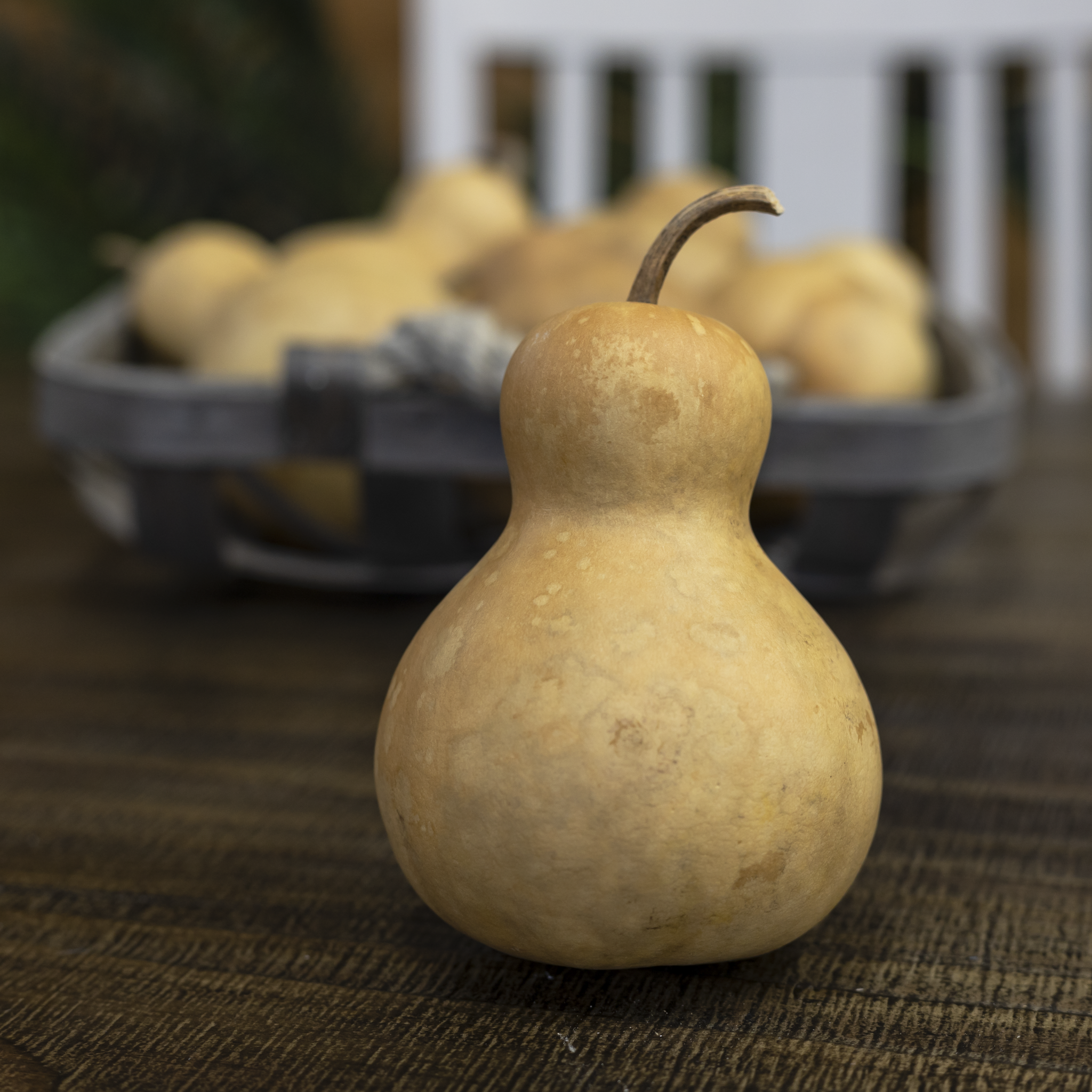 Dried Bottle Gourd - 3" in Diameter