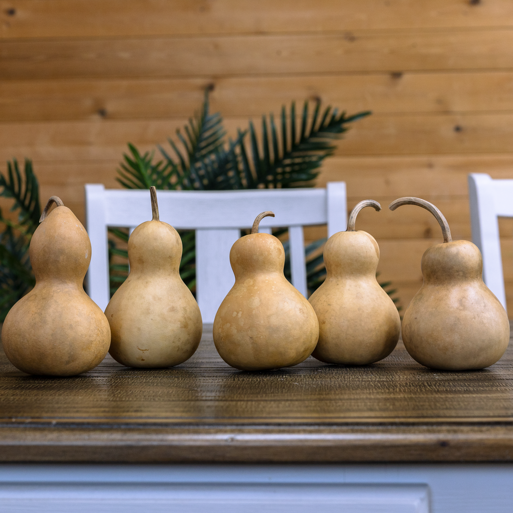 Dried Bottle Gourd - 3" in Diameter