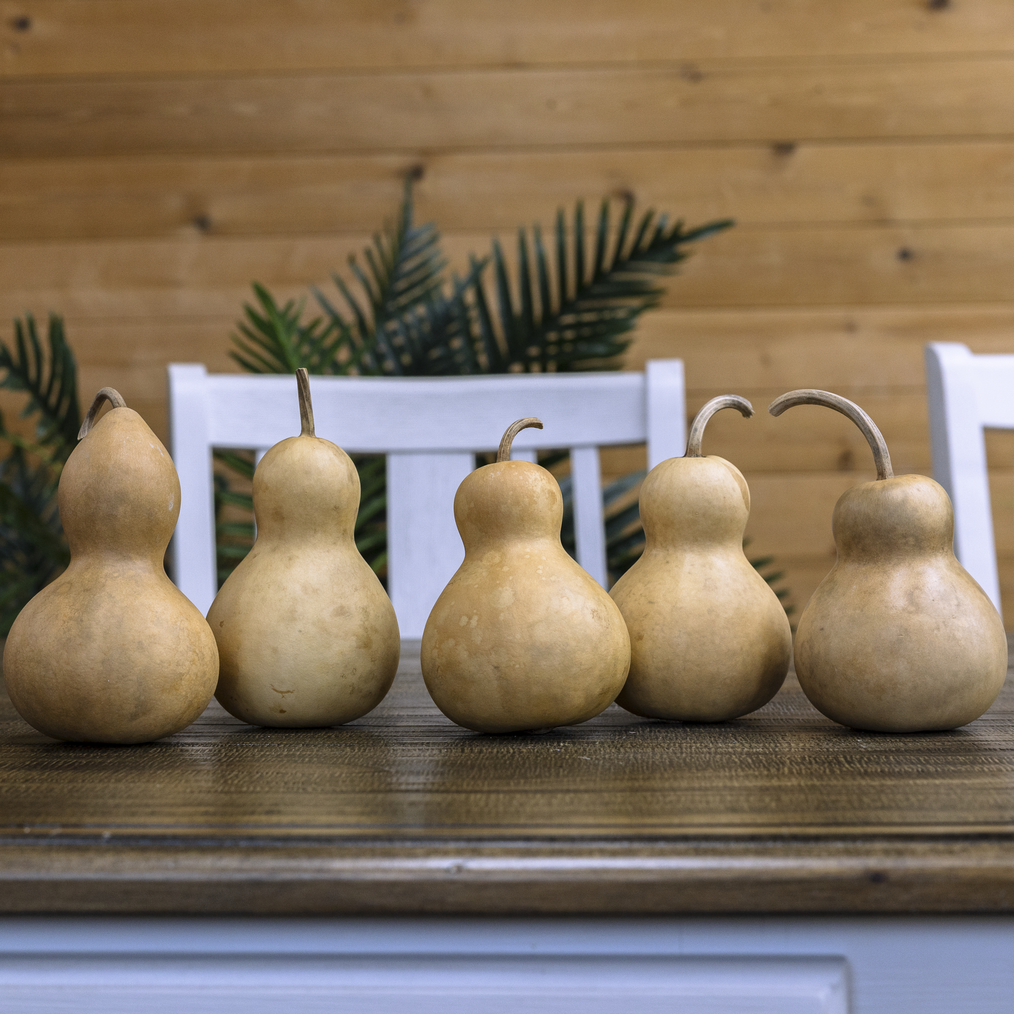 Dried Bottle Gourd - 3" in Diameter