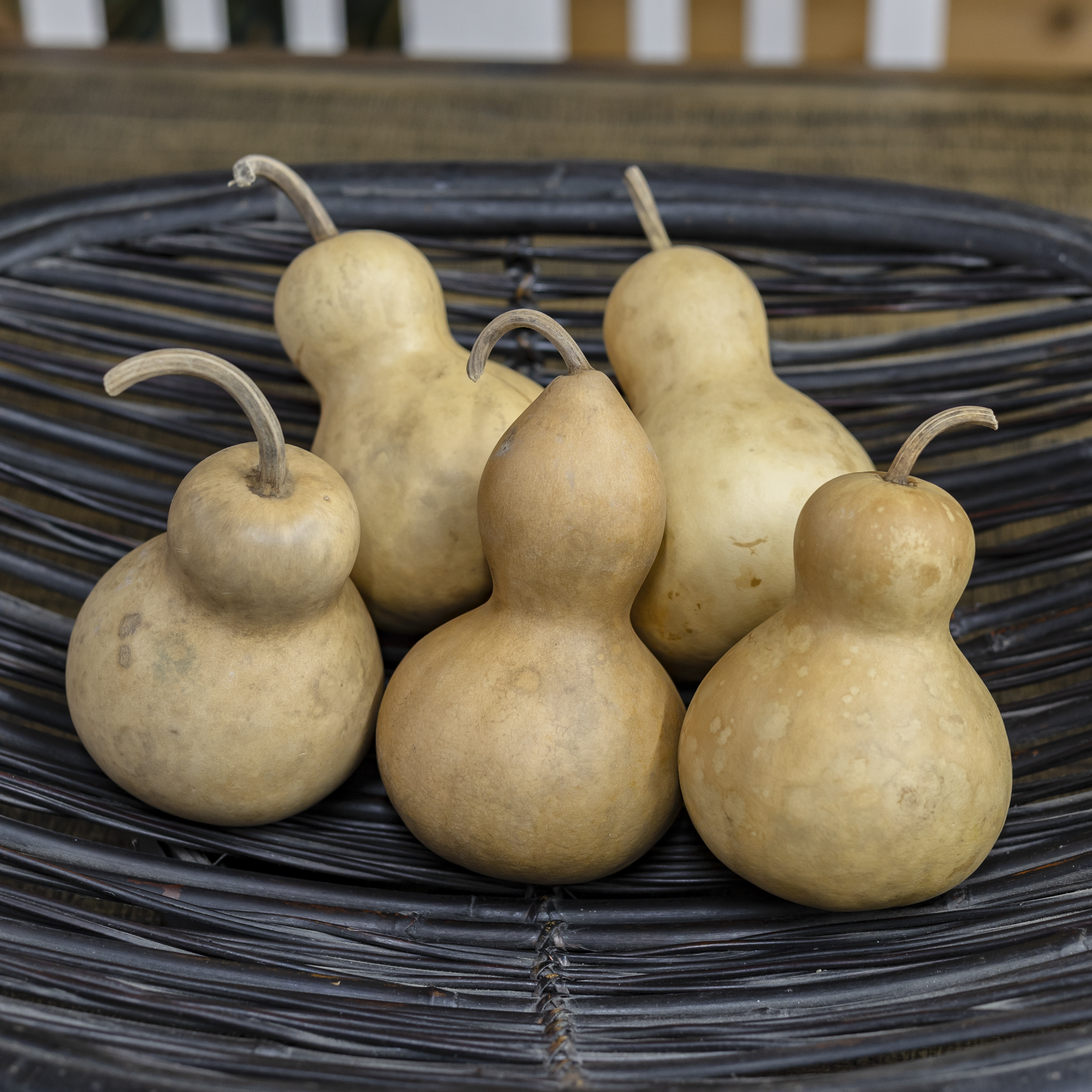 Dried Bottle Gourd - 3" in Diameter