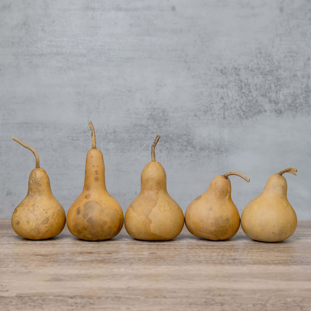 3" Hard Shell Martin Gourds at Meadowbrooke Gourds.