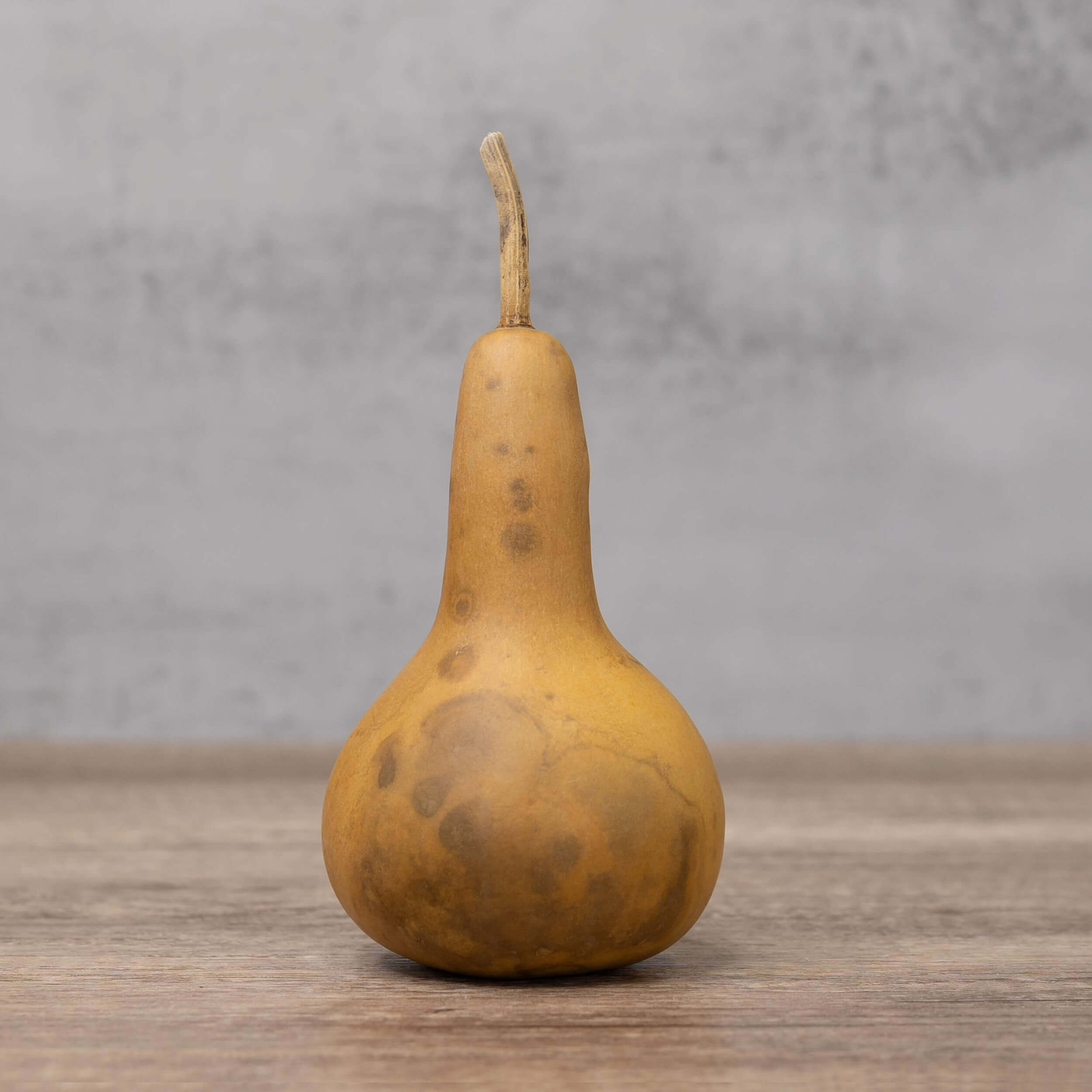 3" Hard Shell Martin Gourds at Meadowbrooke Gourds.