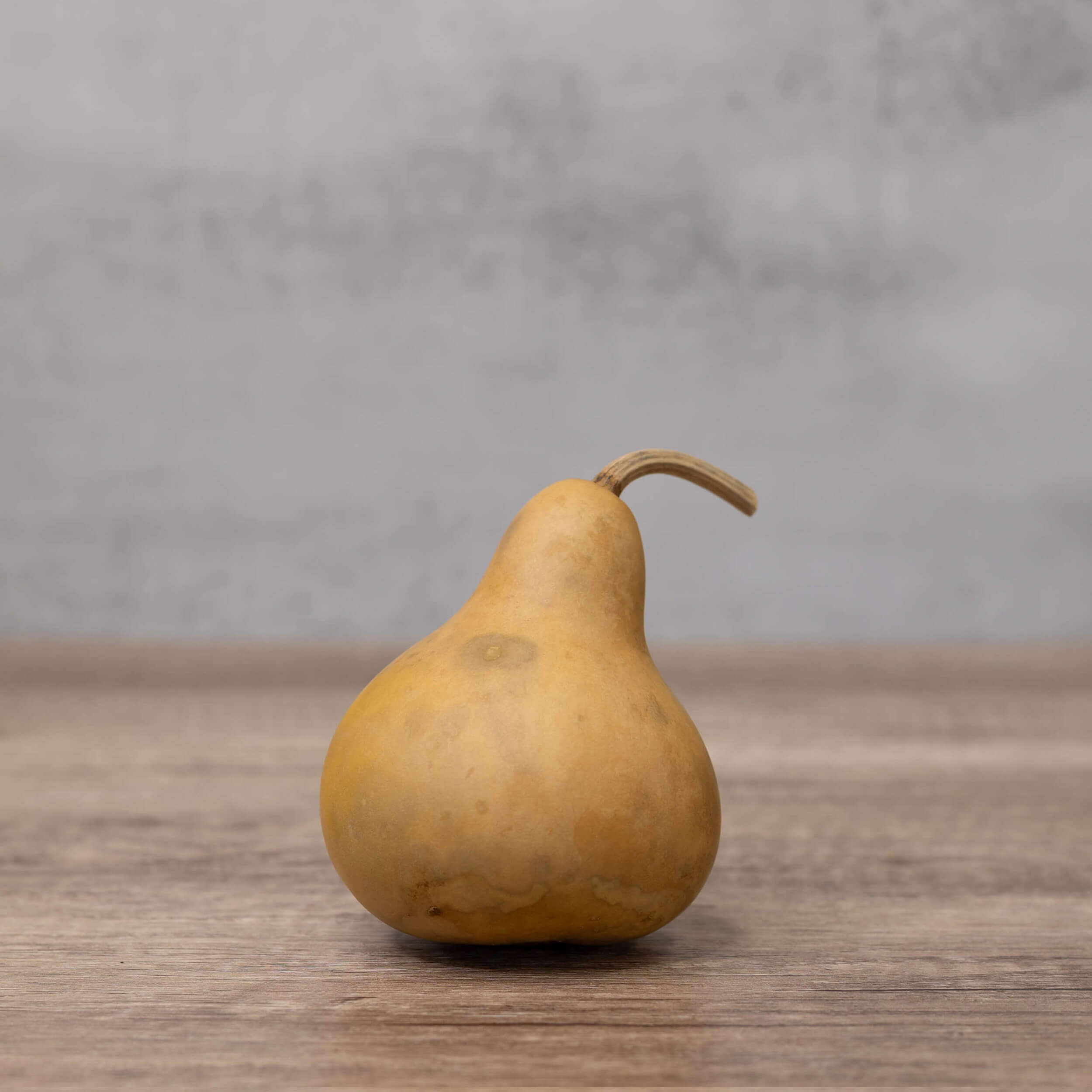 3" Hard Shell Martin Gourds at Meadowbrooke Gourds.