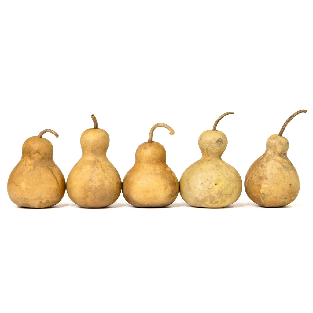 4" Hard Shell Bottle Gourds at Meadowbrooke Gourds.