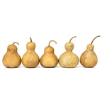 4" Hard Shell Bottle Gourds at Meadowbrooke Gourds.
